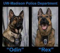 Image result for K9 Police Dogs