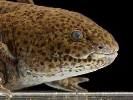 Image result for Ampo Fish