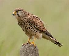 Image result for Kestrel Hovering