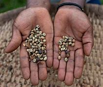 Image result for Coffee Malt Uganda