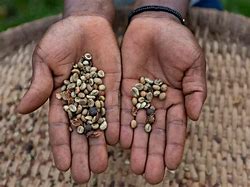 Image result for Coffee Malt Uganda