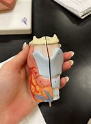 Image result for Larynx Real Image