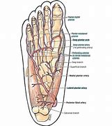 Image result for Plantar Arch