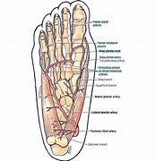 Image result for Plantar Arch of Foot