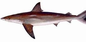 Image result for Dusky Shark Pups