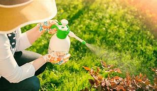 Image result for Organic Pesticides