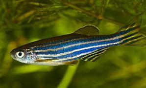 Image result for Zebra Butterfly Fish Saltwater