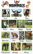 Image result for Every Kind of Animal