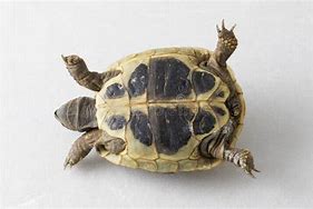 Image result for Calinder On Turtle Back