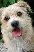 Image result for Wire Hair Terrier Chihuahua Mix