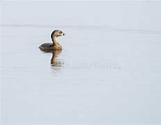 Image result for Female Grebe