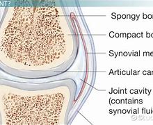 Image result for Fibrous Joint