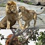 Image result for Cute Lion Memes