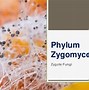 Image result for Phylum Chytridiomycota