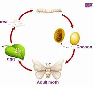 Image result for Silk Moth