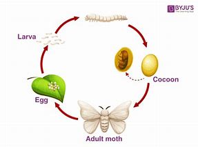 Image result for Bird Seed Moth Life Cycle