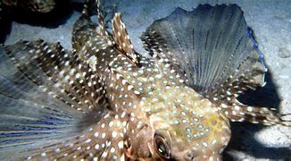 Image result for Pretty Fish