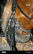 Image result for Pelham Bit Horse Pics