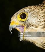 Image result for Kestrel Beak