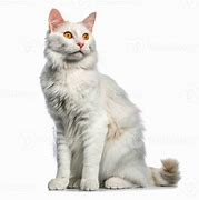 Image result for Sitting Down White Cats