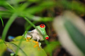 Image result for Yellow Poisonous Frog