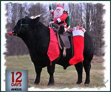 Image result for Funny Christmas Cows