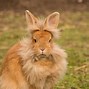 Image result for Pet Bunny Rabbit