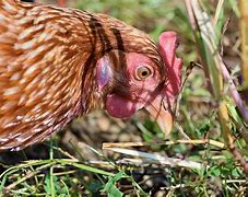 Image result for Caged Hens