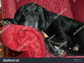 Image result for Black Lab Sleeping Angel Necklace