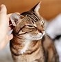 Image result for Chest Pain of Cat