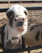 Image result for Goofy Ahh Goat