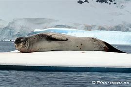 Image result for Leopard Seal Antarctica