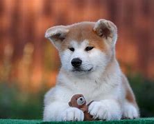 Image result for Akita Pics