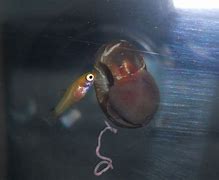 Image result for Baby Platy