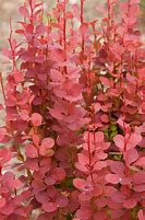 Image result for Barberry Orange Rocket 5 Gal