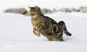 Image result for Snow On Cat Stunning