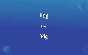 Image result for Hog or Swine