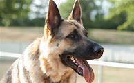 Image result for German Shepherd Tongue