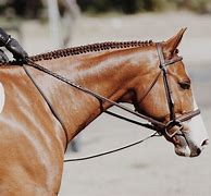 Image result for Braided Horse Mane