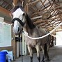 Image result for Horse Mane Haircut