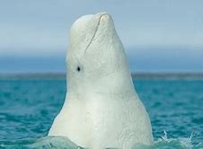 Image result for Arctic Ocean Marine Animals