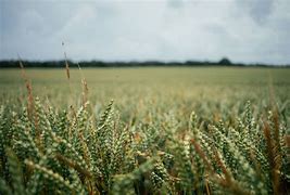 Image result for Rye Grass Field