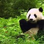 Image result for Panda AIX On