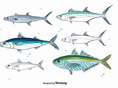 Image result for Mackerel Clip Art