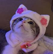 Image result for Cat PFP Fairy Wings