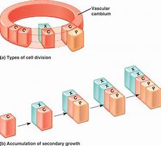 Image result for Vascular Cambium