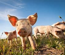 Image result for Pig Flu Symptoms