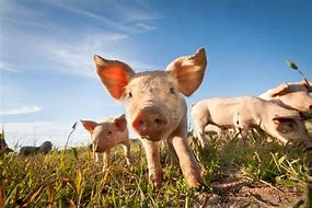 Image result for Hog or Swine