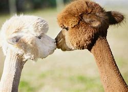 Image result for Cute Fluffy Baby Alpacas