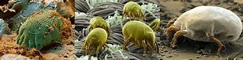 Image result for What Is a Demodex